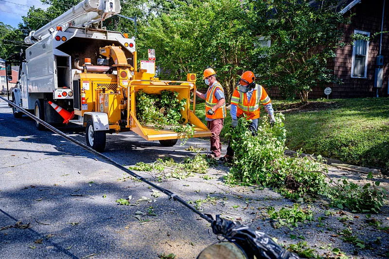 Professional Tree Removal