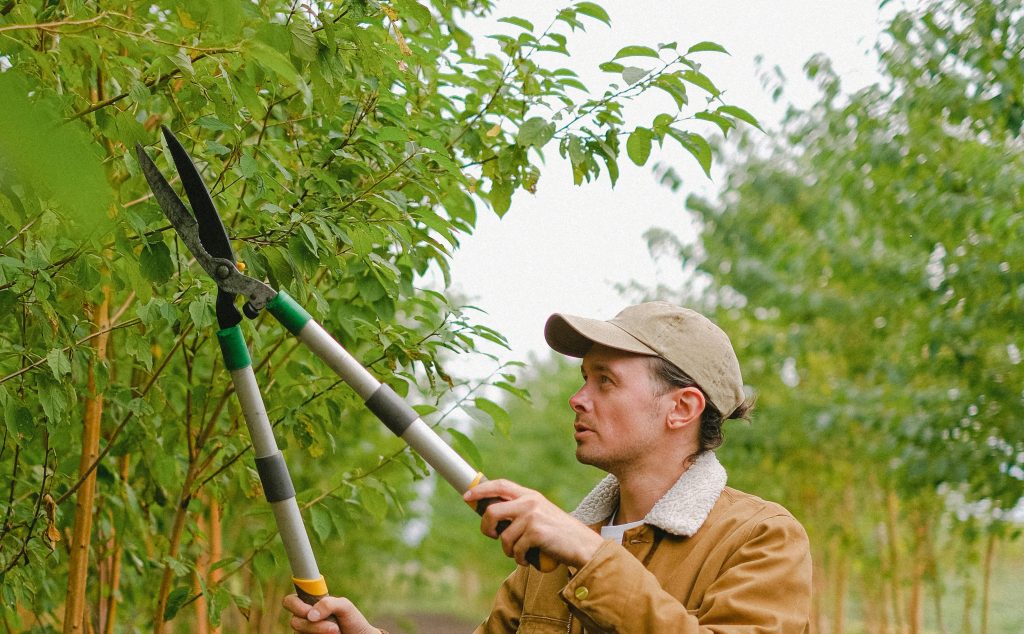 Person trimming tree