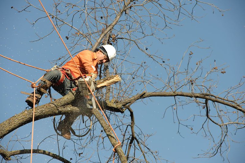 Tree Stump Removal