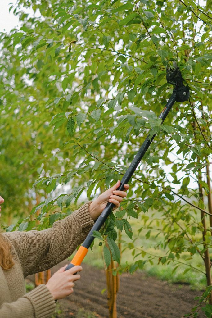 Gardener cutting twigs of tree growing